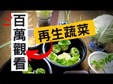 家裡種生菜